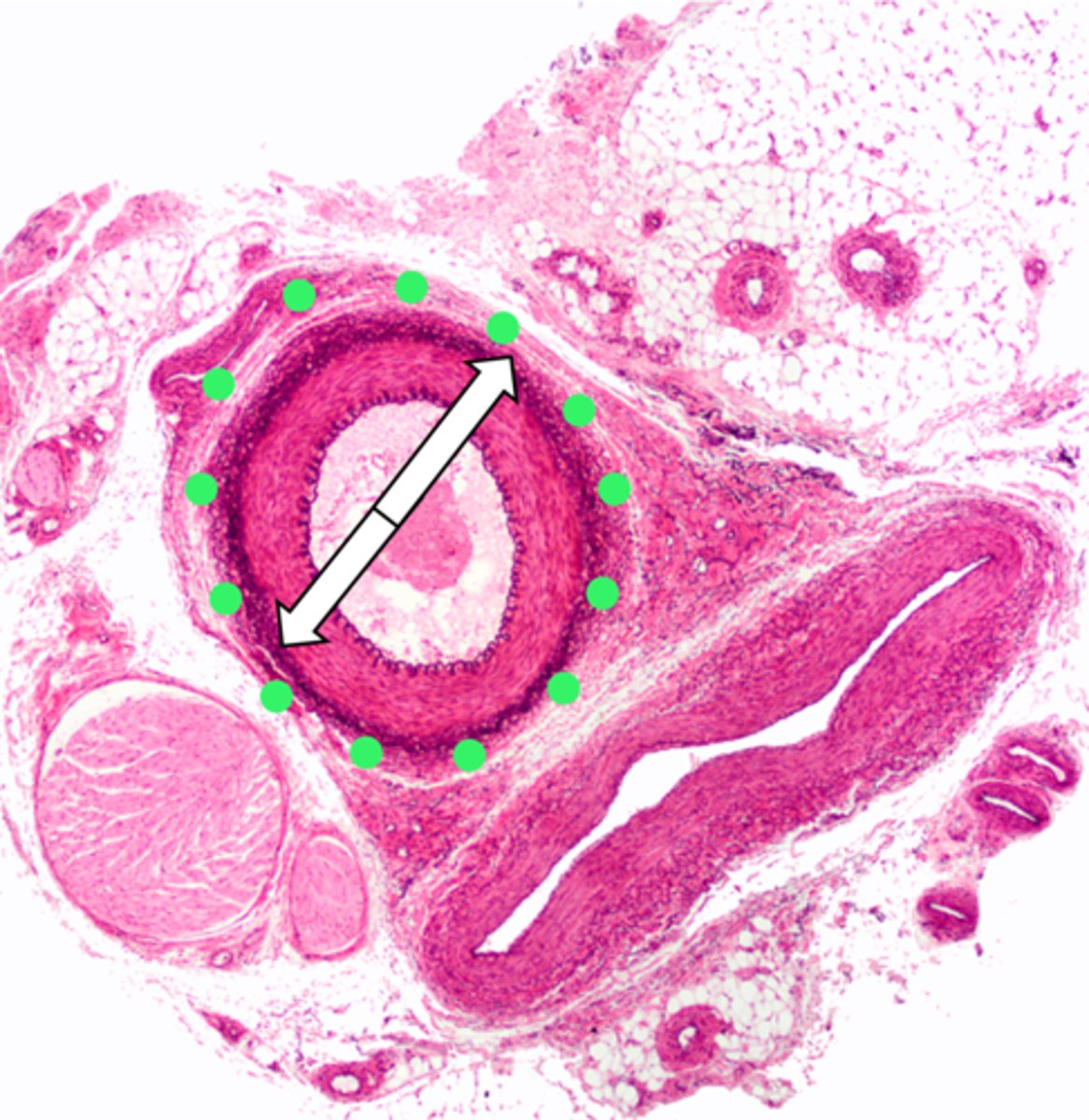 <p>name the structure</p>