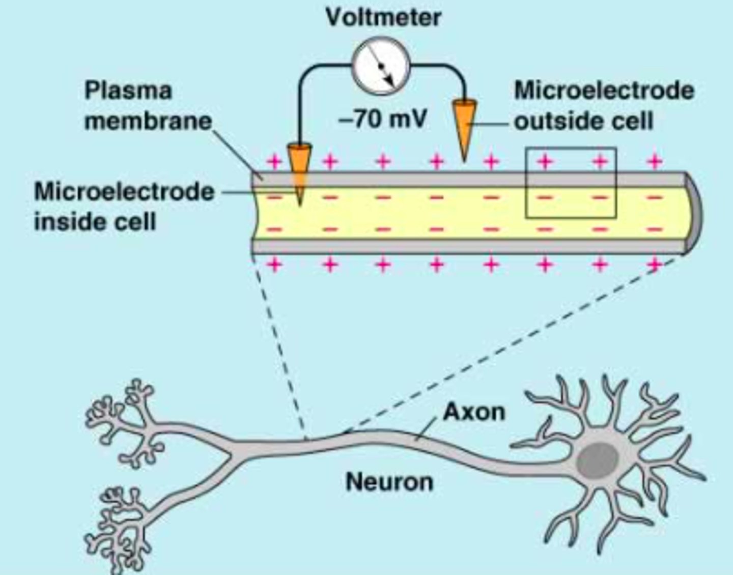 <p>- inside of axon has a negative charge relative to outside, as there are more positive ions outside than inside</p><p>- usually -65 mV in humans</p>