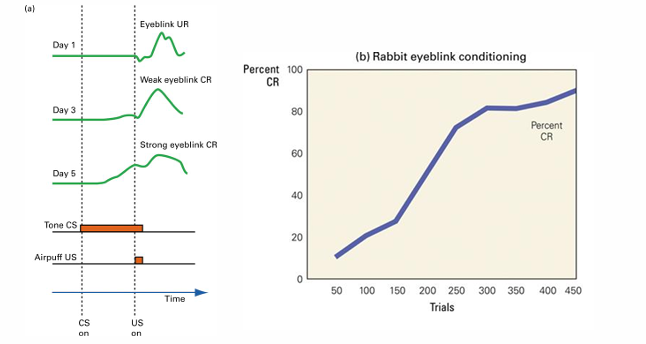 <p>toon een bepaalde tijd, op het eind die airpuff</p><p></p><p>dag 1 op toon niks, airpuff aanbiedt = knipperen </p><p>dag 3 al beetje reactie voor US</p><p>dag 5 al met ogen begint te knipperen voor US » <strong>CR eerder plaatsvindt dan US</strong></p><p></p><p>airpuff minder aversief dan eten dus duurt iets langer qua trails </p>
