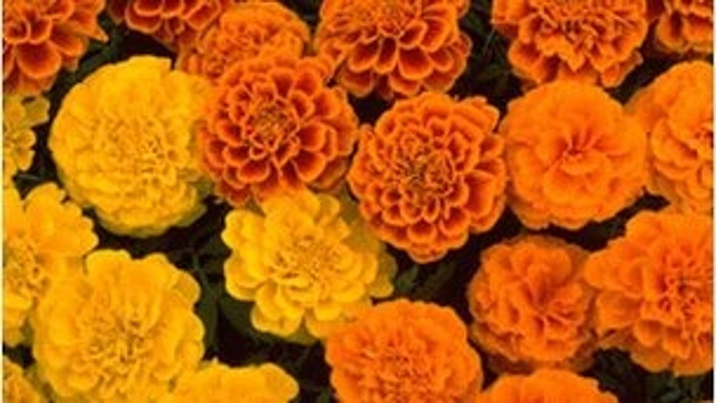 <p>marigolds(flower of the dead)</p>