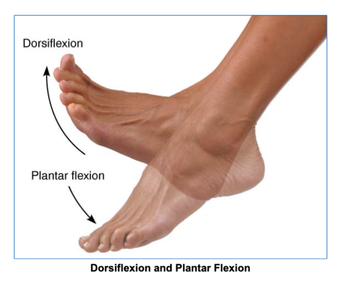 <p>makes toes point up or down</p>