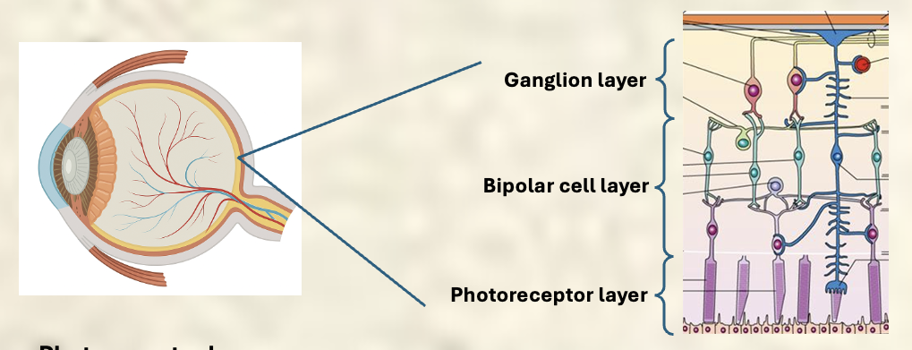 <ol><li><p>Sensory layer (pigment epithelium layer): absorbs light detected by rods and cones</p></li><li><p>bipolar layer: transparent - light passes through most of retinal thickness</p></li><li><p>ganglion layer: transparent: light projected from lens</p></li></ol><p></p><p>Note: <strong><span>Choroid layer -</span></strong><span> provides nutrients and removes waste</span> </p>