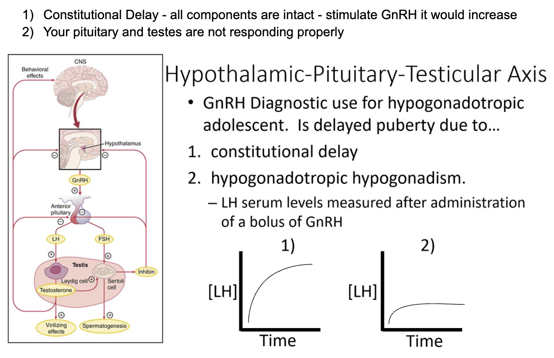 <p>1) Administration of GnRH would lead to an increase in LH levels if the parts are working </p>