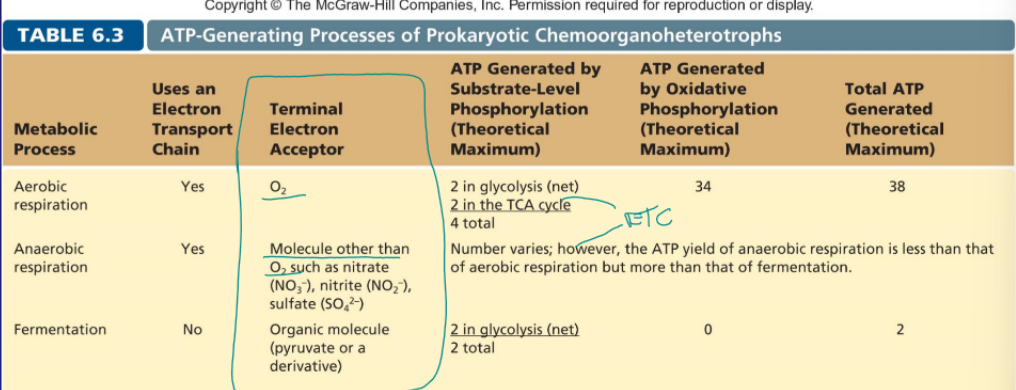 <p>no ETC, organic molecule such as pyruvate is the terminal electron acceptor, 2 ATP from glycolysis</p>