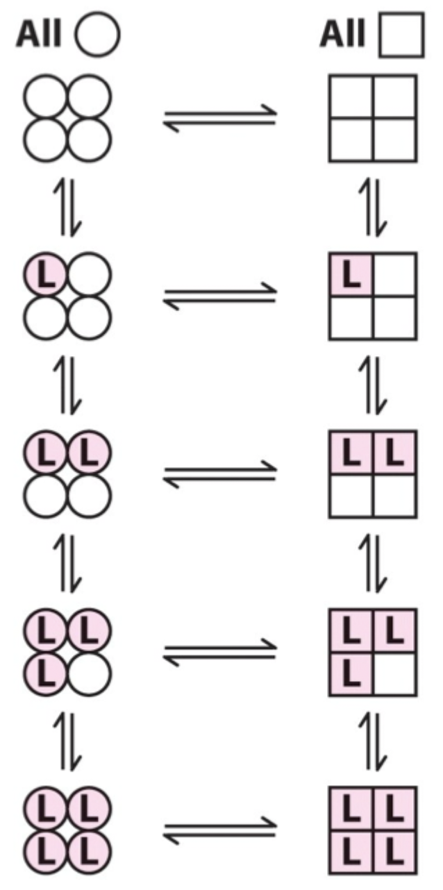 <p>Binding<strong> stabilizes the</strong> <strong>high-affinity state</strong> and <strong>alters the T</strong><span>↔</span><strong>R equilibrium</strong>, <strong>changing overall affinity for the next ligand</strong>.</p>