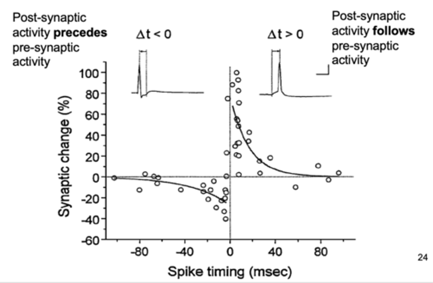 <p><span style="text-decoration:underline">maximum</span> LTP/LTD when presynaptic activity is right before postsynaptic</p><p>- LTD = long-term depression</p>