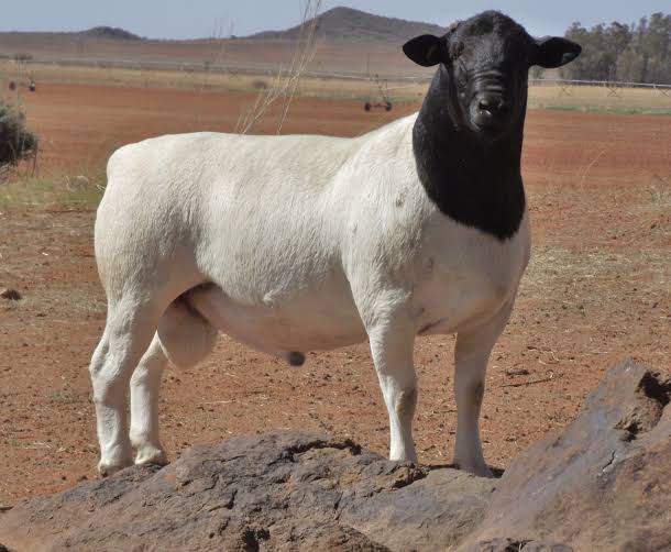 <p>Identify this sheep breed </p>