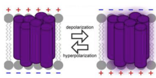 <p>light sensitive channel proteins</p>