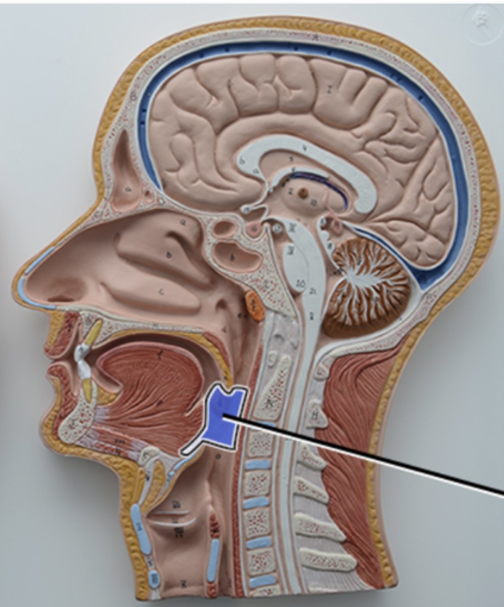 <p>contains palatine tonsil</p>