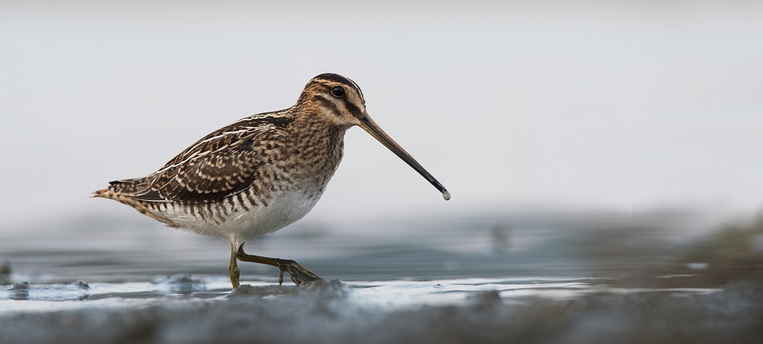 <p>zařaď živočicha do systému</p><p>Třída - řád - čeleď - druh čeština (latina)</p>