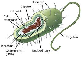 <p>A cell that lacks a nucleus</p>