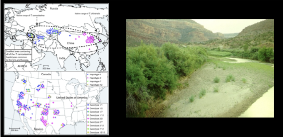 <p><span style="line-height: 20.925px;"><span>Salt cedar (Tamarisk): absorbs large quantities of water along riverbanks in arid regions, and excretes salt into soils; forms monocultures </span></span></p>