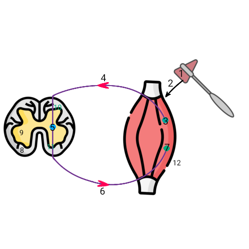 <p>1 bodziec mechaniczny 2 mechanoreceptor 3 receptor 4 droga wstępująca - nerw czuciowy 5 receptor ośrodka rdzeniowego ruchu 6 droga zstępująca - nerw ruchowy 7 efektor 8 istota szara 9 istota biała 10 róg grzbietowy 11 róg brzuszny</p>