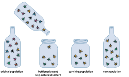 <ul><li><p><span style="font-family: Nunito, sans-serif">Occurs when a <mark data-color="blue" style="background-color: blue; color: inherit">large portion</mark> of a population is <mark data-color="blue" style="background-color: blue; color: inherit">wiped out by a random event such as a natural disaster</mark></span></p><ul><li><p><span style="font-family: Nunito, sans-serif">Dramatically <mark data-color="blue" style="background-color: blue; color: inherit">decrease the population size</mark>, impacting <mark data-color="blue" style="background-color: blue; color: inherit">allele frequencies</mark></span></p></li></ul></li><li><p><span style="font-family: Nunito, sans-serif">Reduction in population size can cause individuals carrying <mark data-color="blue" style="background-color: blue; color: inherit">unique alleles to be lost</mark></span></p><ul><li><p><span style="font-family: Nunito, sans-serif">New population has <mark data-color="blue" style="background-color: blue; color: inherit">lower genetic diversity</mark> than the pre-disaster population</span></p></li></ul></li></ul><p></p>