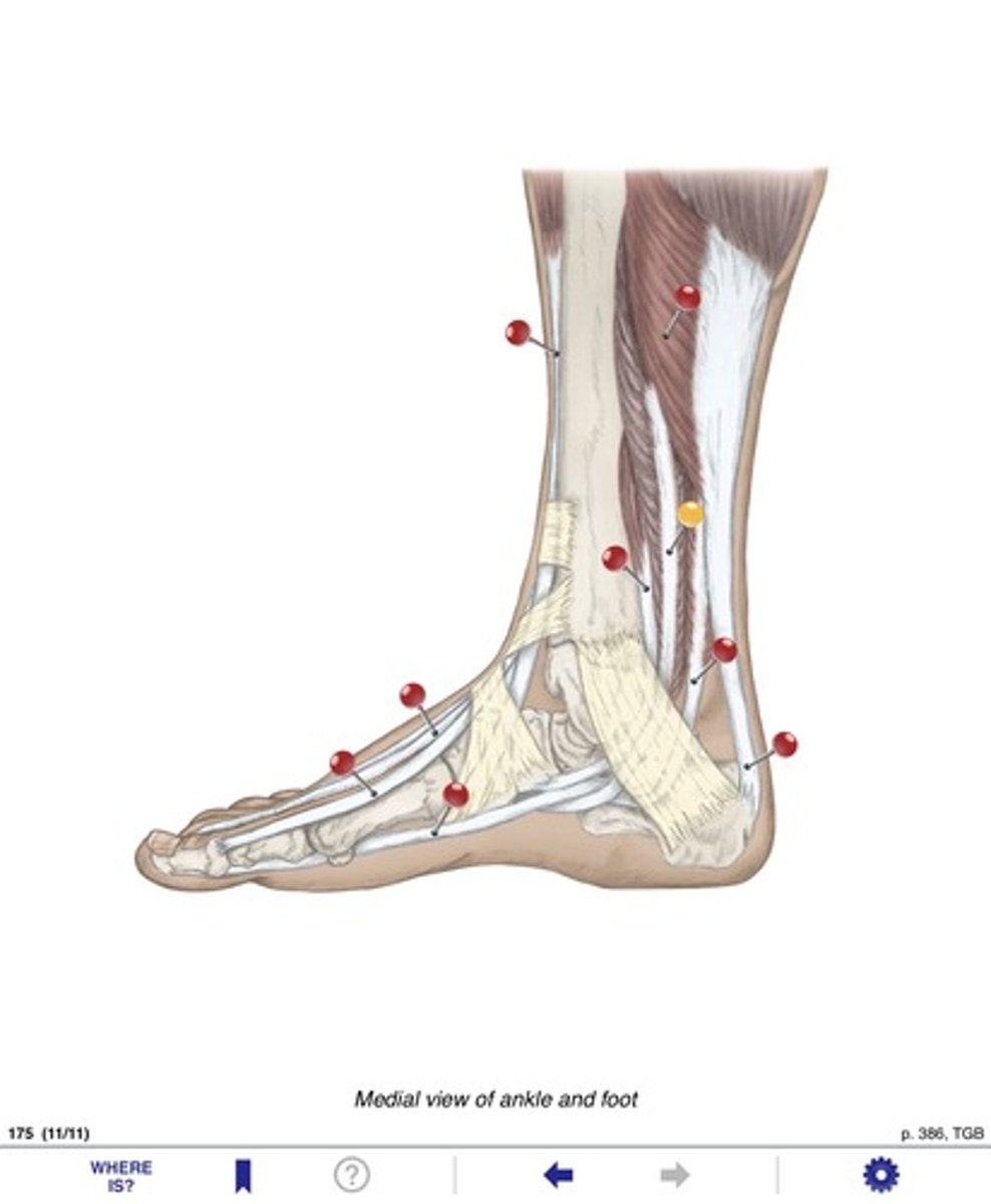 <p>Name the muscles at the the yellow pin</p>