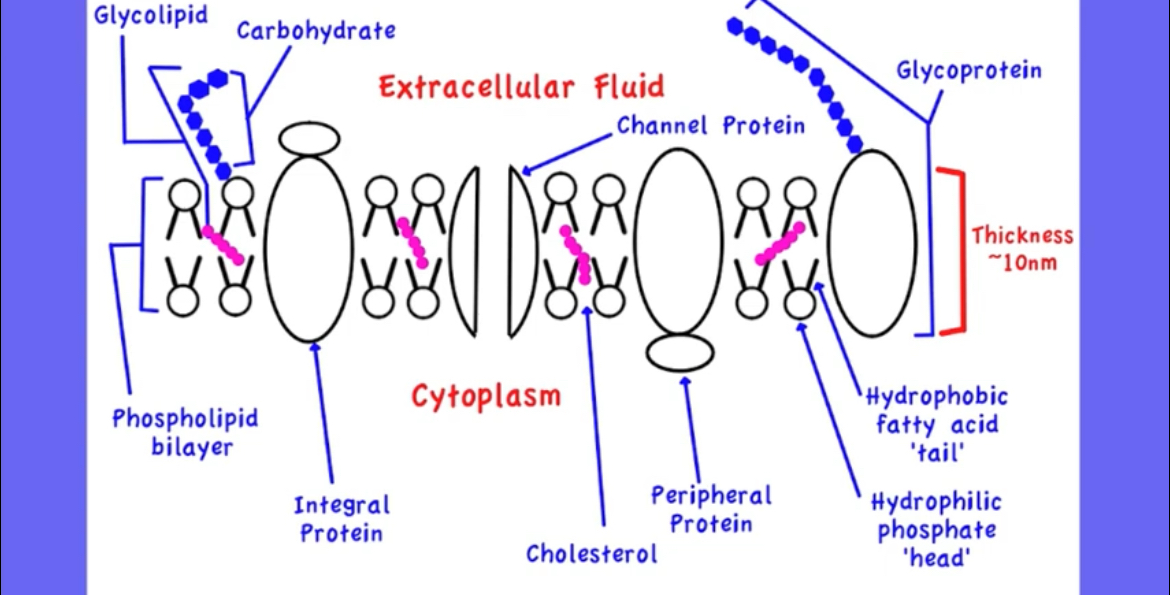 <p>Phospholipid bilayer,proteins,cholesterol,carbohydrates</p>