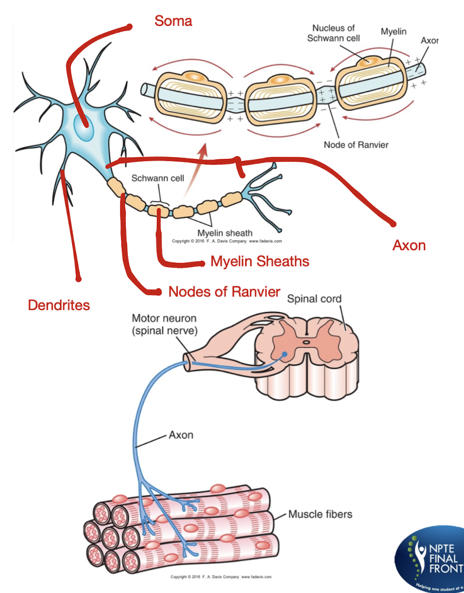 <p>Neuro Anatomy and Background:</p><ul><li><p>What is a Motor Unit?</p></li><li><p>A Motor Unit consists of what 6 structures?</p></li><li><p>Any disruption of the neuron or motor unit can cause what 2 things?</p></li></ul><p></p><p></p><p></p>