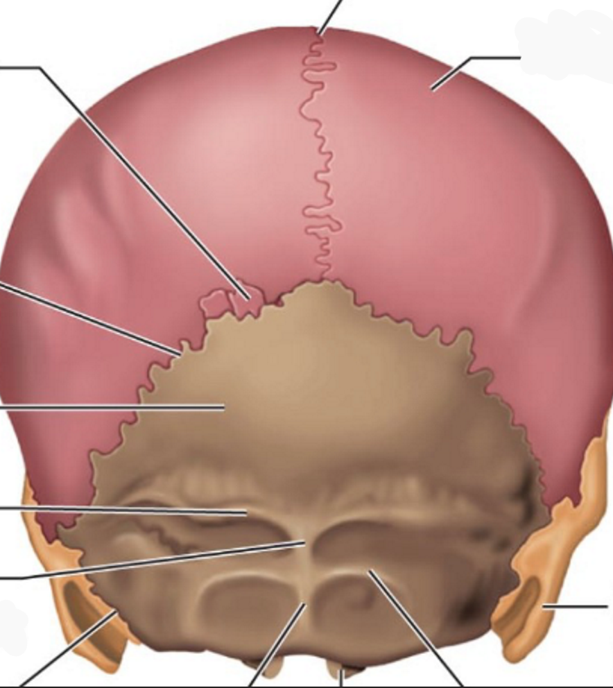 <p>Where is the parietal bone in the picture?</p>