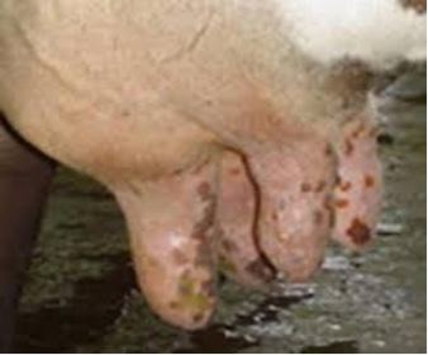 <p>Pioneer of vaccination using cowpox.</p>
