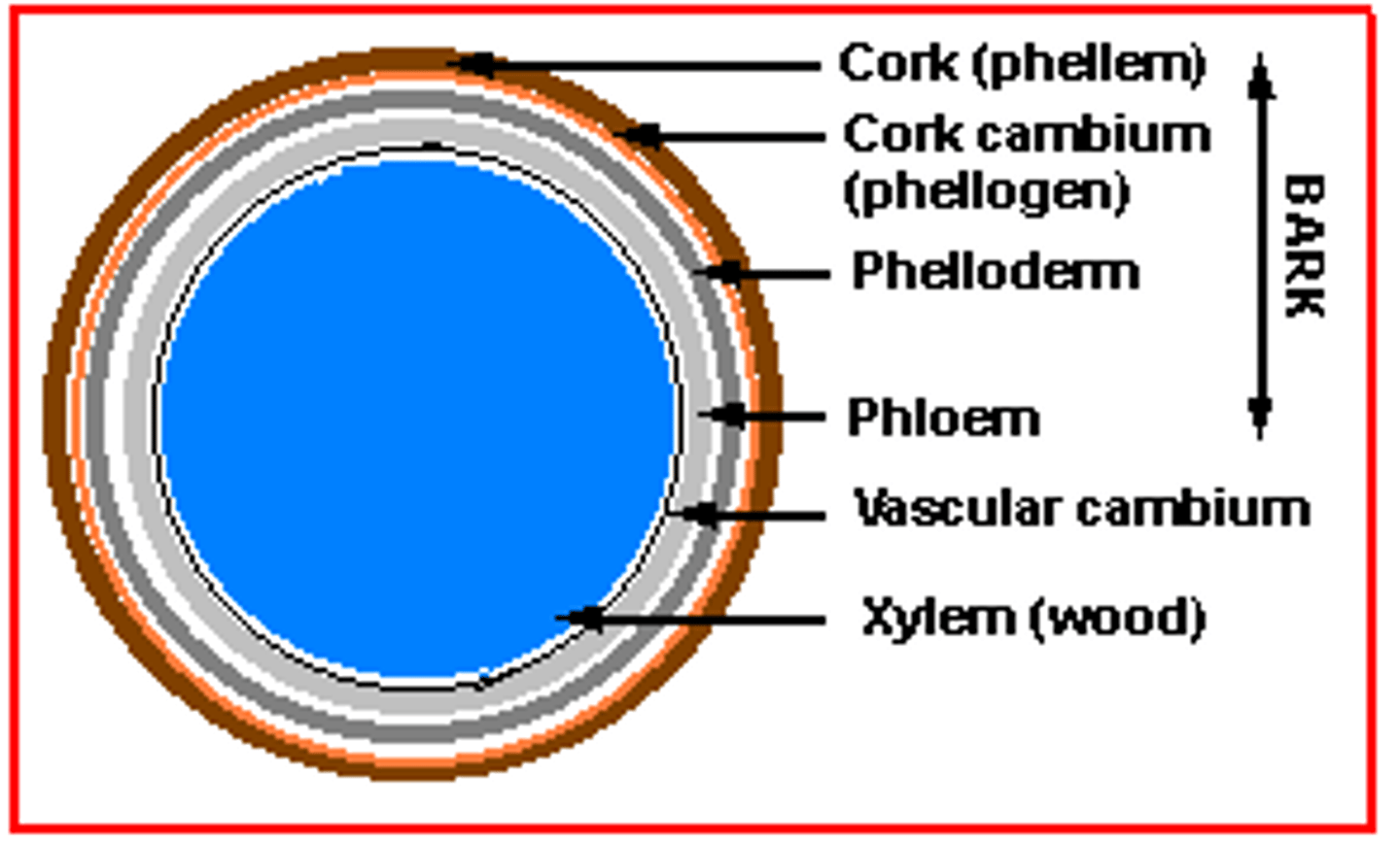 <p>= phellogen produced tissue that is internal to phellogen.</p>