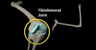 <p>tibiofemoral joint </p>