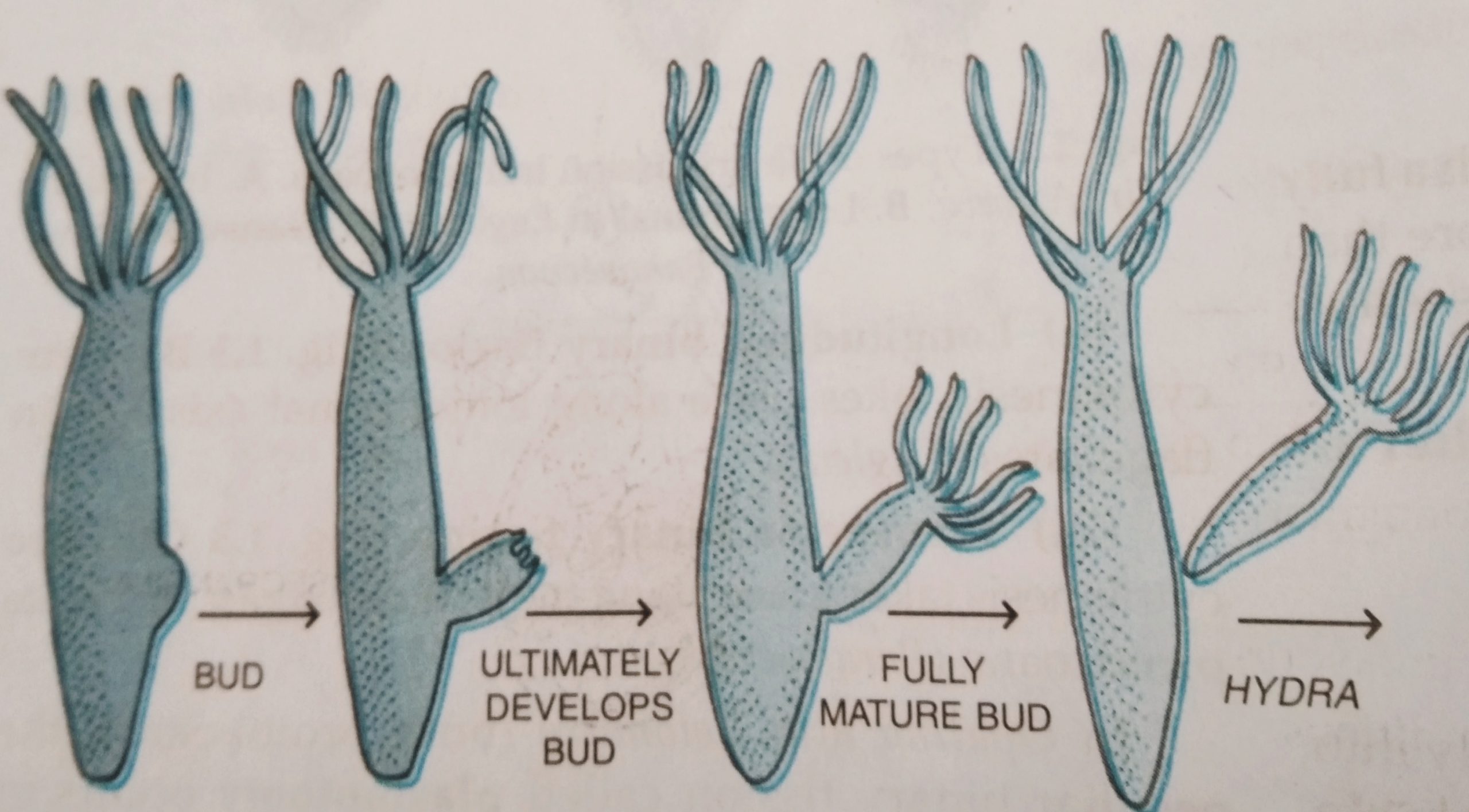 <p>Categorize the life cycle depicted below. Hint: Hydra are animals (not plants or protists)</p>