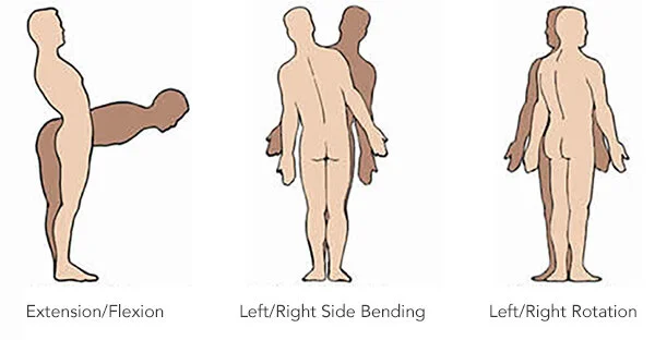 <p>Movement / muscles of spine (thoracic / lumbar torso region):</p>
