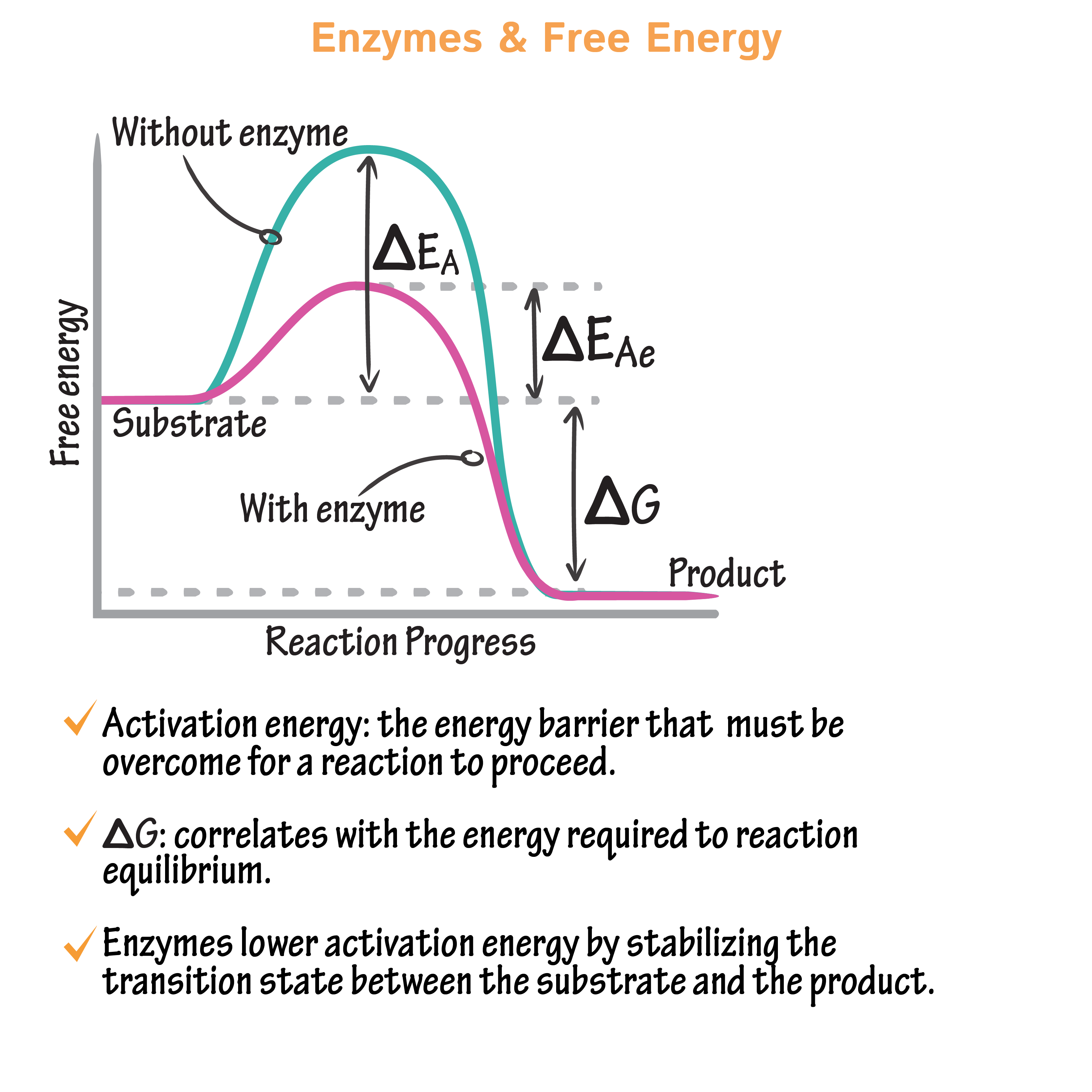 <p>type of protein, lowers energy of activation </p>