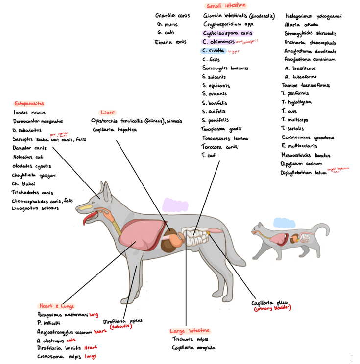 <p><strong>Species list:</strong></p><p><strong>Protozoa: </strong></p><ul><li><p>Eimeria canis, cati (rare)</p></li><li><p>Giardia (duodenalis/intestinalis, canis, cati)</p></li><li><p>Cryptosporidium (canis, felis)</p></li><li><p>Cystoisospora (canis, felis, revolta)</p></li><li><p>Sarcocystis (bovicanis, bovifelis)</p></li><li><p>Toxoplasma gondii</p></li><li><p>Neospora caninum </p></li><li><p>Babesia (canis, felis)</p></li></ul><p><strong>Trematoda: </strong></p><ul><li><p>Lung: Paragonimus (westermani, kellicotti)</p></li><li><p>bile ducts: opistorchis (tenuicollis, felineus, sinensis)</p></li><li><p>SI: Alaria (alata, canis), Metagonimus yokogawai, Heterophyes heterophyes, echinochasmus perfoliatus (intestine)</p></li><li><p>Mesenteric vessels: Schistosoma japonicum</p></li></ul><p><strong>Cestoda</strong>: small intestine</p><ul><li><p>Taenia </p><ul><li><p>serialis (coenurus serialis)</p></li><li><p>Multiceps (coenurus cerebralis)</p></li><li><p>pisiformis (cysticercus pisiformis)</p></li><li><p>Hydatigenea (cysticercus tenuicollis)</p></li><li><p>ovis (cysticercus ovis)</p></li><li><p>taeniaformis (cysticercus fasciolaris)</p></li><li><p>cervi (cysticercus cervi)</p></li></ul></li><li><p>mesocestoides lineatus</p></li><li><p>Echinococcus (granulosa, multilocularis)</p></li><li><p>diphyllobothrium latum</p></li><li><p>dipylidium caninum</p></li></ul><p><strong>Nematoda</strong>: </p><ul><li><p>Lungs: crenosoma vulpis, capillaria aerophile, </p><ul><li><p>C. plica, C. hepatica.</p></li></ul></li><li><p>Heart: Dirofilaria (immitis, repens), Angiostrongylus (abstrusus, vasorum)</p></li><li><p>SI: Ancylostoma (duodenum, caninum), Toxocara (canis, cati), toxascaris leonina, strongyloides stercoralis</p></li><li><p>LI: trichuris vulpis</p></li></ul><p><strong>Ectoparasites: </strong></p><ul><li><p>Ixodes ricinus - hard tick</p></li><li><p>dermacentor (marginatus, reticulatus) - hard tick</p></li><li><p>demodex canis - burrowing mite</p></li><li><p>sarcoptes scabei canis/cati - burrowing mite</p></li><li><p>ctenocephalides (canis, felis) - flea</p></li></ul><p></p>