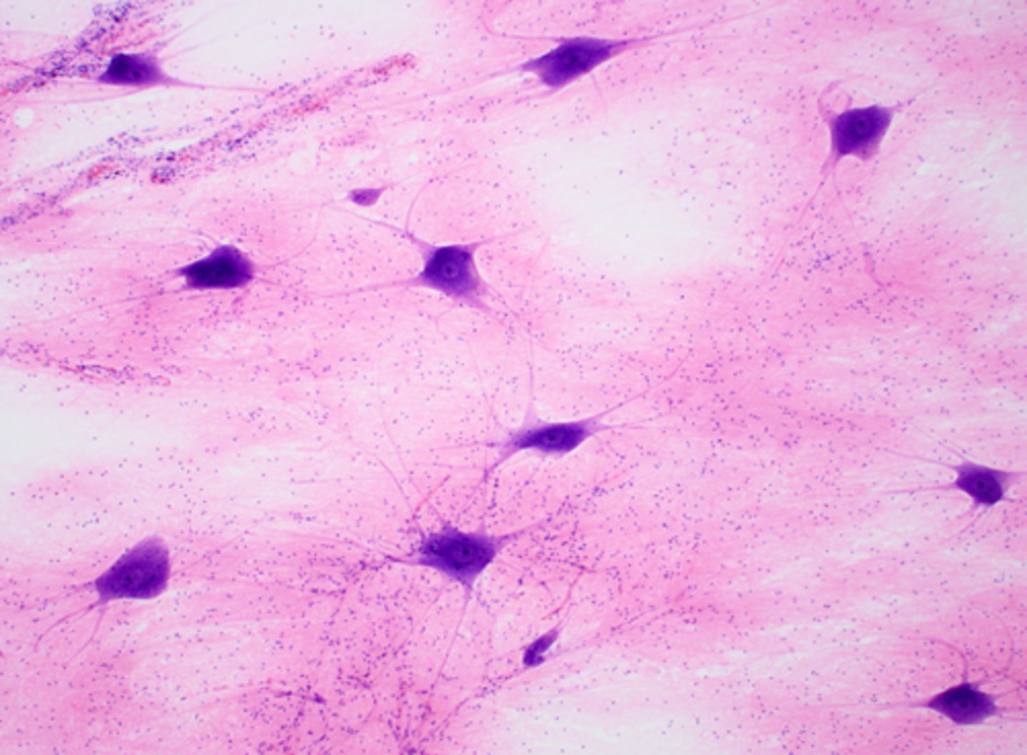 <p>name the tissue</p>