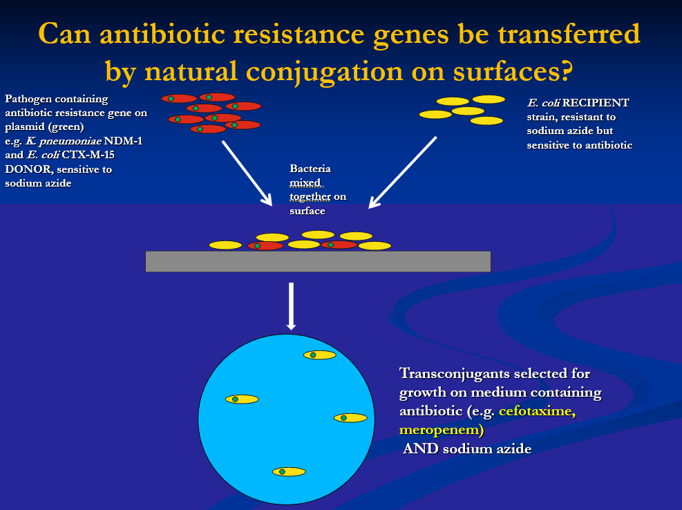 <ul><li><p>pathogen with resistance gene and resident E. coli on surface together, then culture bacteria of residents on antibiotic covered plates </p></li><li><p>if capable of horizontal gene transfer you will get conjugates which rea resistant </p><ul><li><p>transfer is good in suspension but not on copper </p></li><li><p>copper abolishes gene transfer </p></li></ul></li><li><p>plasmid material is destroyed on copper </p></li></ul><p></p>