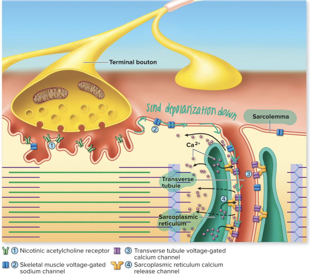 <ol><li><p>acetylcholine (Ach) is released from the motor neuron, binds to Ach receptors in sarcolemma, Na+ enters muscle cell through channels</p></li><li><p>causes local membrane depolarization of sarcolemma (end plate potential), that stimulates voltage-gated channels</p></li><li><p>end plate potentials are generated and conducted along transverse tubules</p></li><li><p>voltage-gated calcium channels (VGCaC) in transverse tubules change shape and mechanically cause calcium channels in SR to open</p></li><li><p>calcium is released into the cytoplasm and can bind to troponin to push tropomyosin out of the way and stimulate a muscle contraction</p></li></ol>