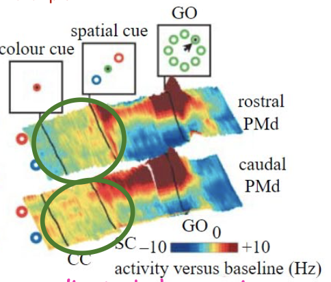 <p>anticipatory activity is above baseline but untuned after colour cue</p><p>selectivity is specific to one location after spatial cue</p>