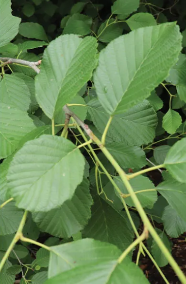 <p><em>Alnus incana</em></p>