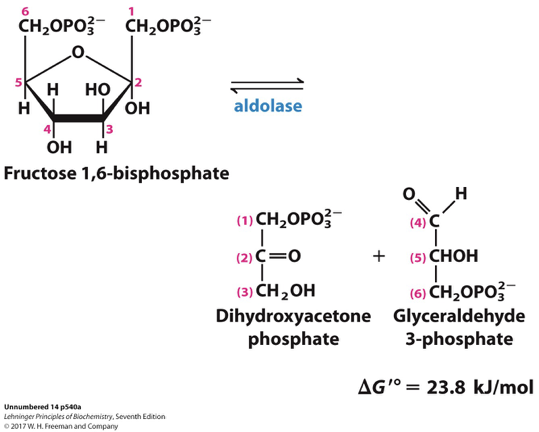 <p>into two three-carbon molecules, glyceraldehyde-3-phosphate and dihydroxyacetone phosphate, by the enzyme aldolase. This step is crucial for continuing glycolysis. </p>