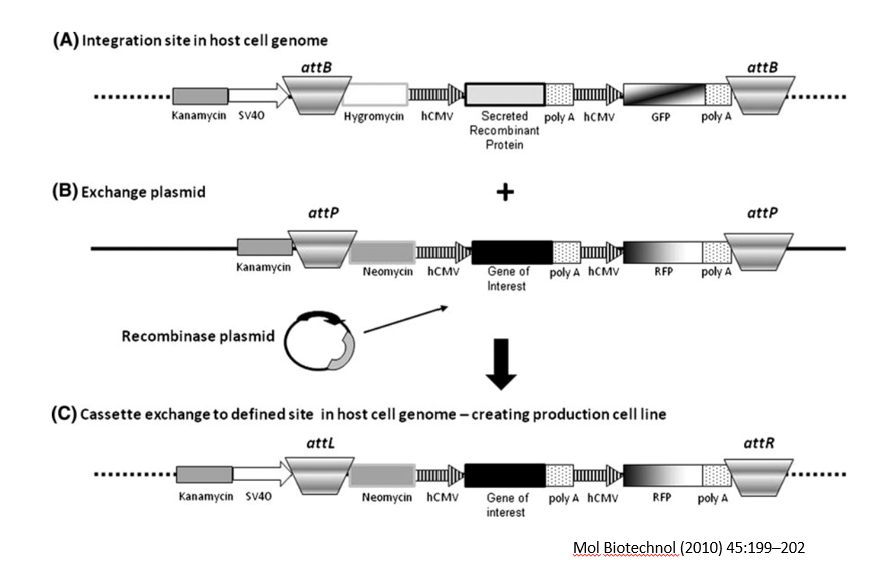 <p>SSR: Protein Therapeutic Production:</p><p><span>•________technology allows for integration of genes of interest into a specific site in the CHO cell line genome.</span></p><p><span>•This leads to high levels of protein expression, sufficient for industrial scale production of therapeutic proteins such as monoclonal antibodies.</span></p>