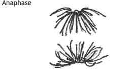 <p>.A very rapid stage</p><p>.Spindle fibres contract</p><p>.Centromere splits</p><p>.One chromatid from each pair gets pulled to opposite poles of the cell ( CENTROMERE FIRST)</p>