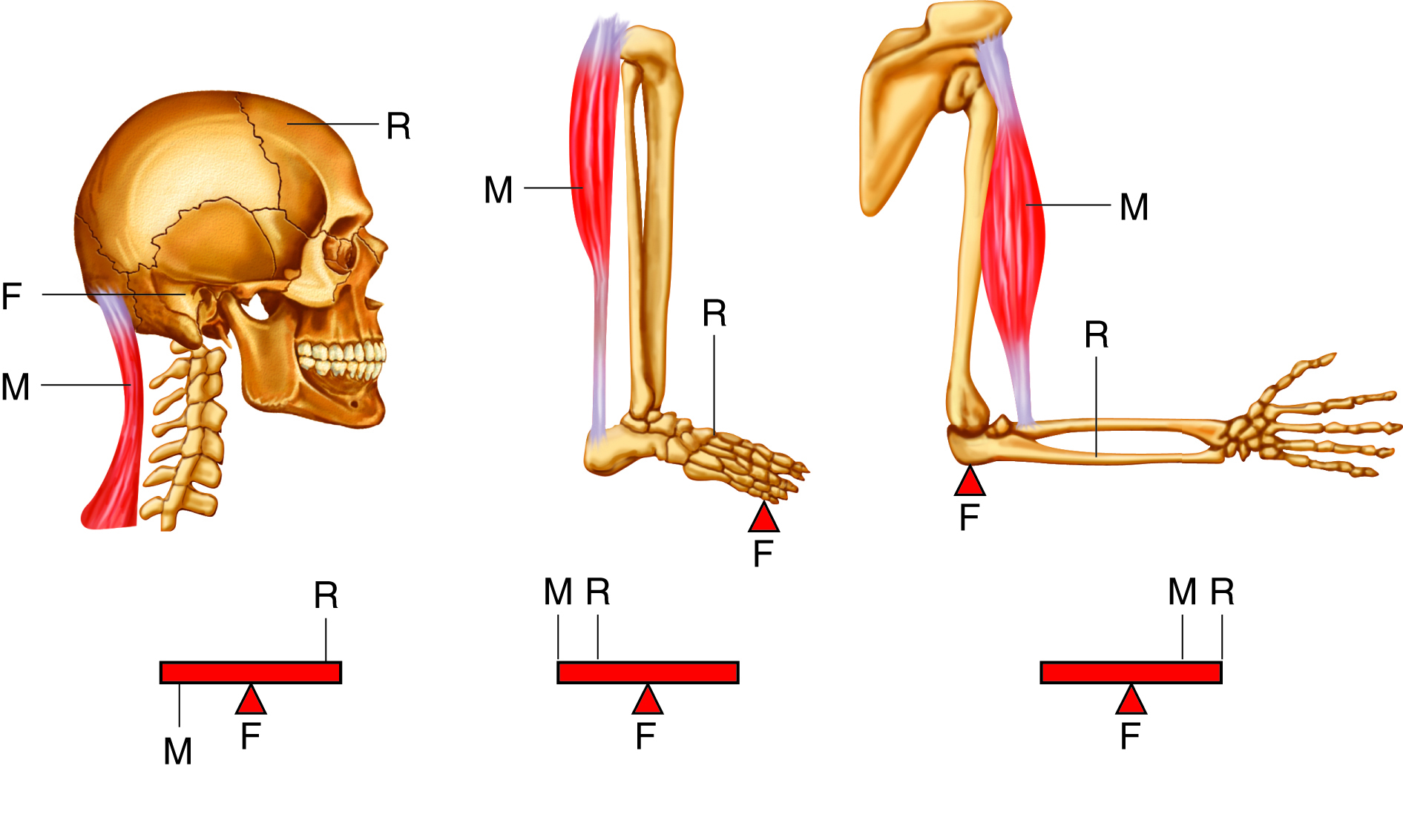 <p>when standing on your toes, fulcrum is ball of foot, load is body weight, and effort comes from muscles in back of leg</p>