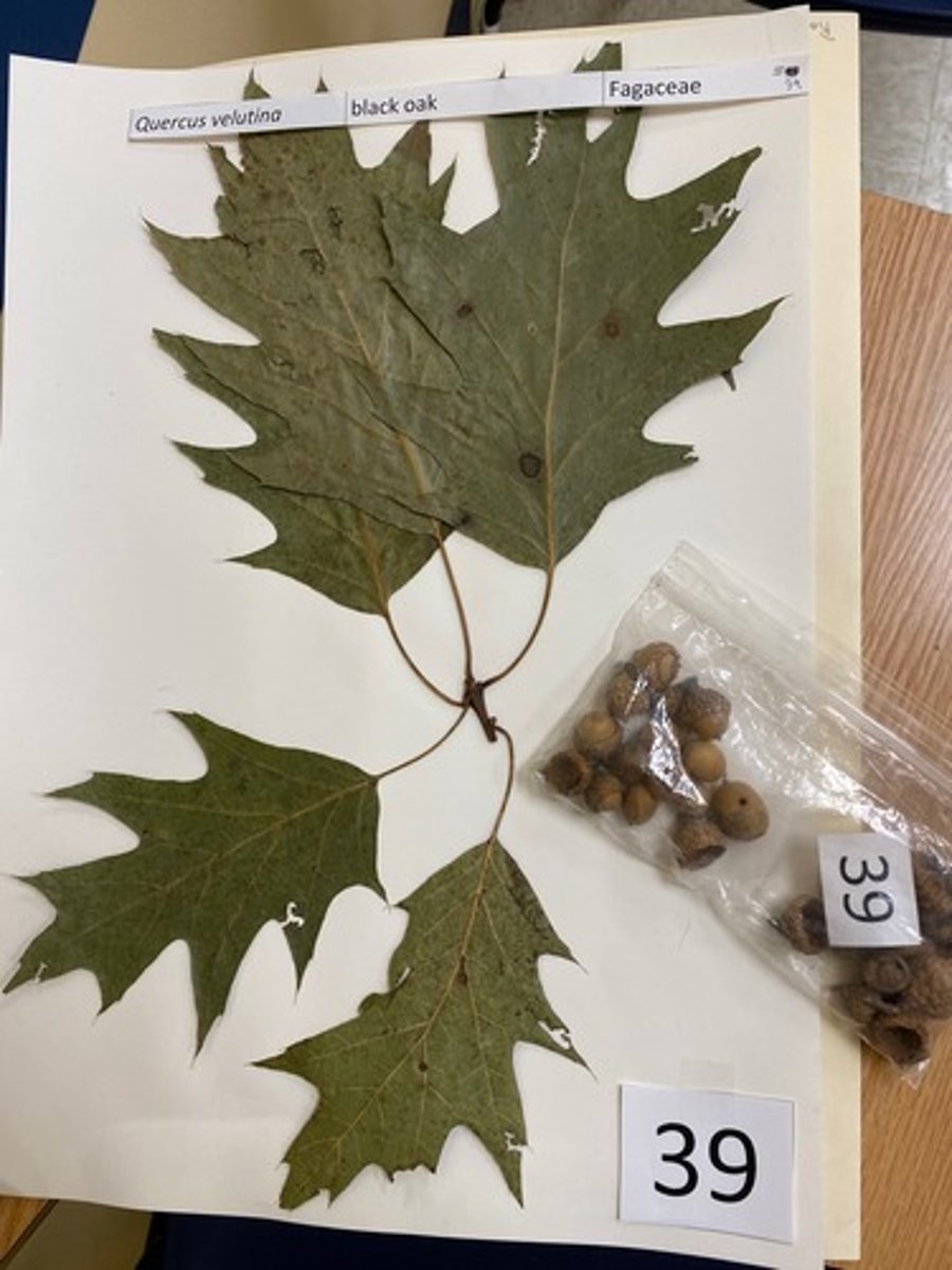 <p>Quercus velutina (Fagaceae)</p>