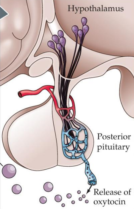 <p>Major hormones (Vasopressin and Oxytocin) signaled via neural connections and released into the blood; negative feedback signaling</p><p>Controls the secretion of anterior pituitary hormones via its own set of hormones; releasing and inhibitory factors</p>