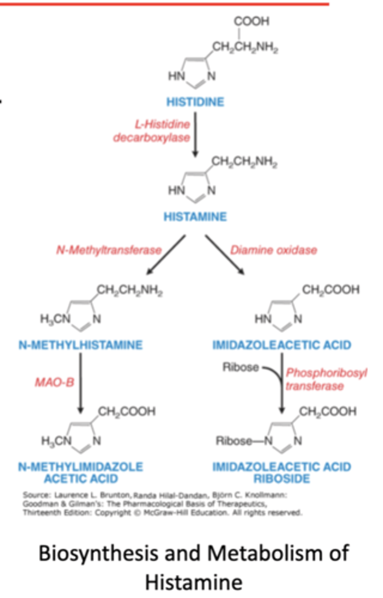<p>1. bioactive amine synthesized from histdine</p><p>2. released to produce local effects (in the CNS and PNS)</p><p>3. role of histamine</p>