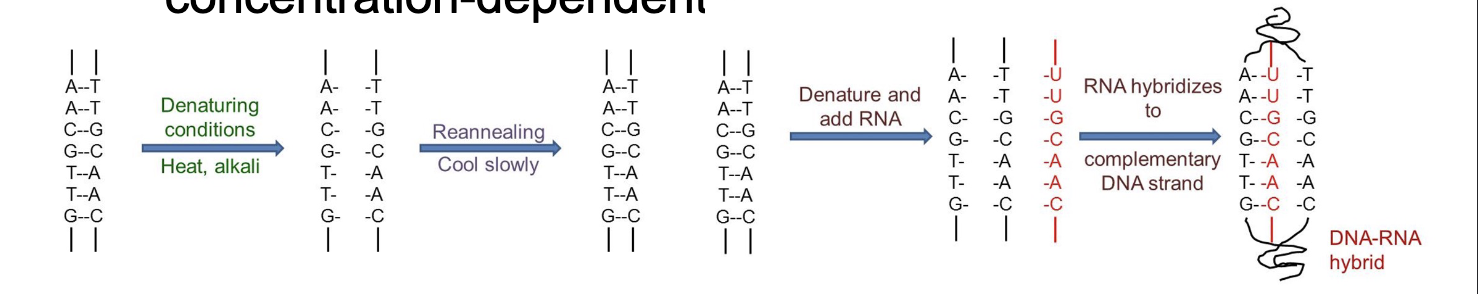<p>The double helix can be DENATURES (separated or change shape of DNA) </p>