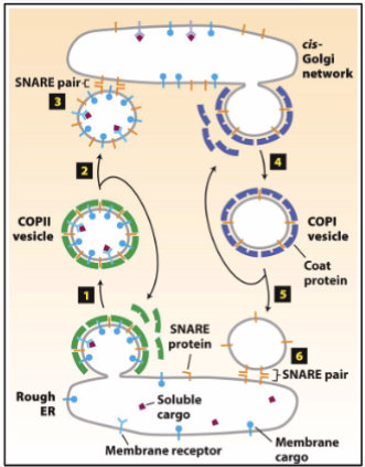 <p>Coat protein complex (COP) <strong>COPI</strong> and <strong>COPII</strong> are <strong>protein complexes</strong> that assemble on the <strong>cytosolic</strong> <strong>surface</strong> of donor compartment membranes at sites where <strong>budding</strong> takes place; <strong>electron</strong> <strong>micrographs</strong> reveal COPI and COPII on vesicles</p><ul><li><p>COPI in <strong>retrograde</strong> direction (opposite directions)</p></li><li><p>COPII in <strong>anterograde</strong> direction </p></li></ul><p></p>