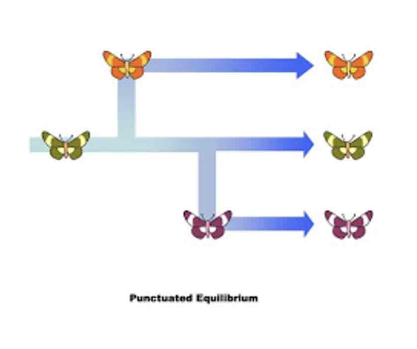 <p>Punctuated equilibrium</p>