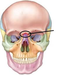 <p>name this bone or bone marking?</p>
