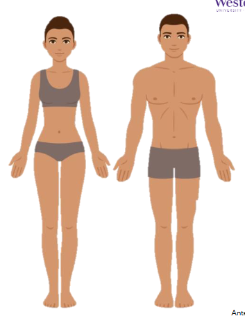 <p>Standing upright facing forward </p><p>arms at side with palms facing forward </p><p>feet flat and forward</p>