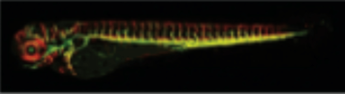 <p>What does the red fluorescent protein mark in the 2-day-old zebrafish embryo?</p>