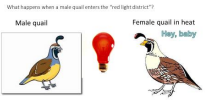 <p><strong>Classical Conditioning people/research </strong><em>(mod 26, 28)</em></p><p>Made quail’s associated red light with horniness by placing a female quail in heat in a room with a red light at the same time. The male quail then has increased semen production to the red light alone. </p>