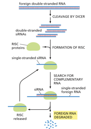 <ul><li><p>SMALL INTERFERING RNAS (SIRNAS) ARE PRODUCED FROM DOUBLE-STRANDED FOREIGN RNAS</p></li><li><p>DICER IS AN ENDONUCLEASE THAT CLEAVES FOREIGN DOUBLE-STRANDED RNAS</p></li><li><p>SINGLE-STRANDED SIRNAS FORM A COMPLEX WITH PROTEINS TO FORM AN RNA-INDUCED SILENCING COMPLEX (RISC)</p></li><li><p>RISC BINDS TO COMPLEMENTARY RNA SEQUENCES </p></li><li><p>RESULT: DEGRADATION OF THE TARGET MRNA</p></li></ul><p></p>