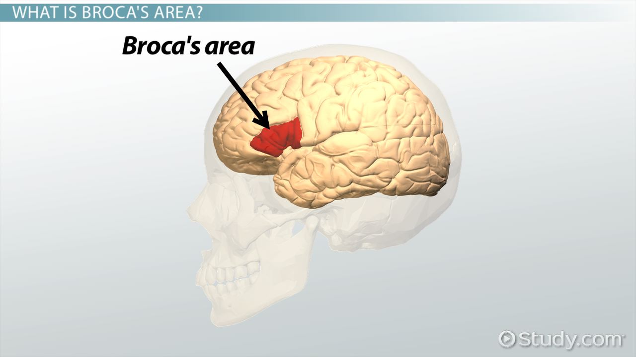 <p>speech production, left frontal</p>